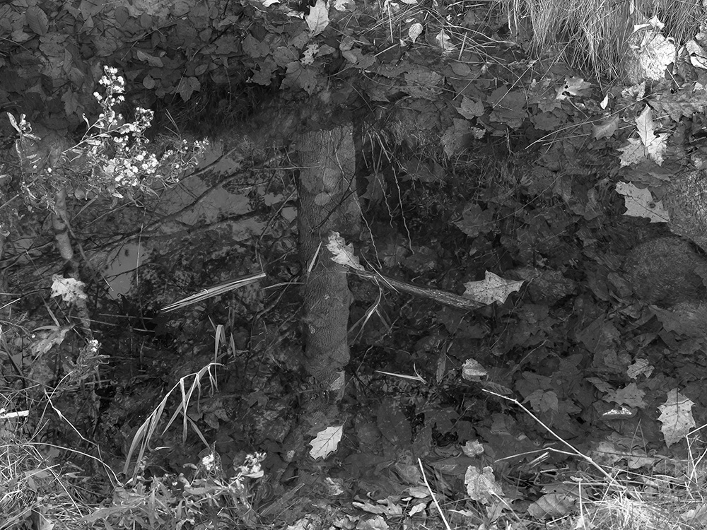 Black and White Photo of Trees Reflected in Water.